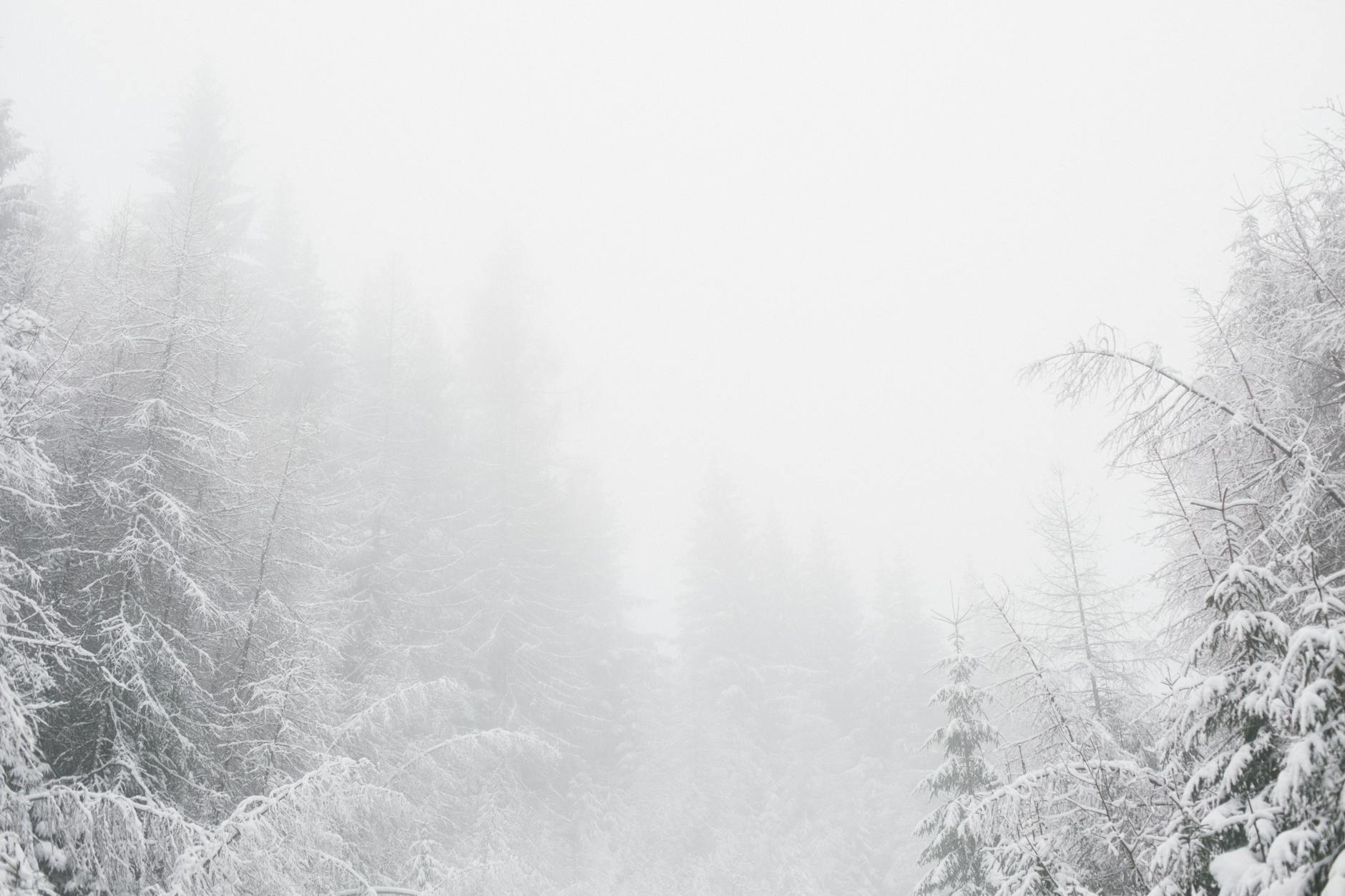 white snowy environment with pine trees