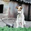 Cani-catena