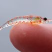 Krill_on_finger (1) Krill_on_finger (1)