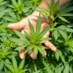 crystalweed-cannabis-nFumIdf3IHE-unsplash