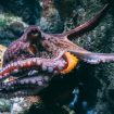 diane-picchiottino-dW0gfo__uU8-unsplash