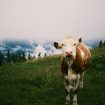 niklas-pc8zHhGpdPI-unsplash