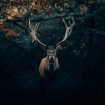 philipp-pilz-iQRKBNKyRpo-unsplash