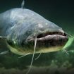 Underwater photo of The Catfish (Silurus Glanis).
