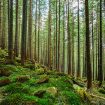 yevhenii-deshko-dIMJcgCYZJw-unsplash
